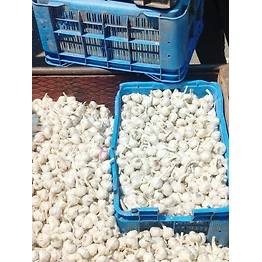 GARLIC