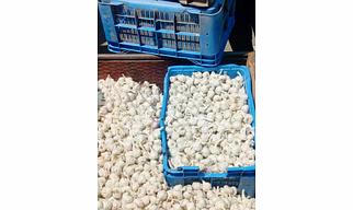 GARLIC