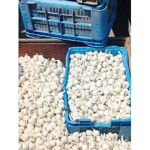 GARLIC
