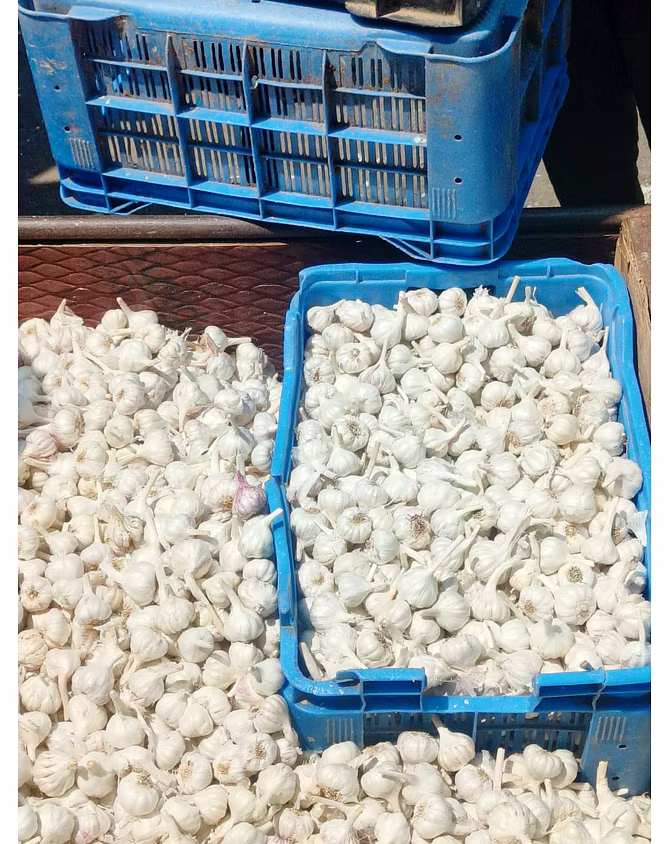 GARLIC-12500148