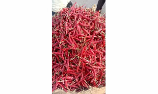RED CHILI