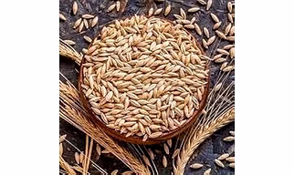Barley ( Jau )
