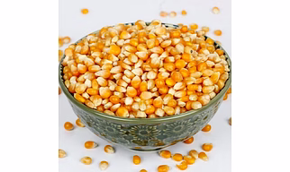 Maize ( Corn )