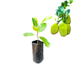 Fatheralone Jackfruit | ෆාදර්ලෝන් කොස් (බද්ධ)