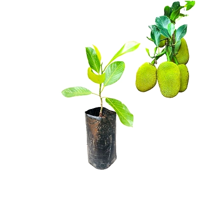 Fatheralone Jackfruit | ෆාදර්ලෝන් කොස් (බද්ධ)-744283-2dfdc01e