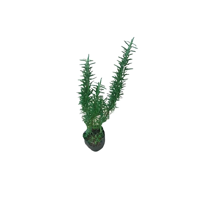 Rosemary | රෝස්මරී-744283-3c9f03ea
