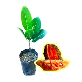Thai Red Jackfruit / තායි රතු පැණි වරකා (බද්ධ)