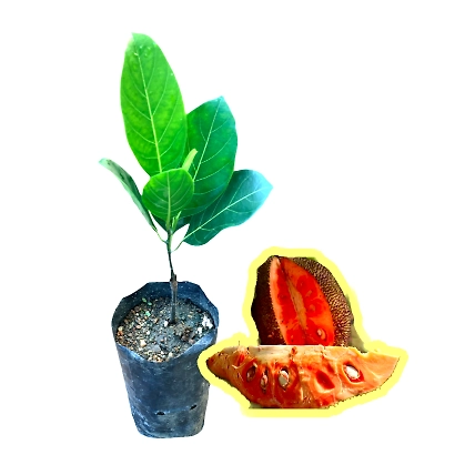 Thai Red Jackfruit / තායි රතු පැණි වරකා (බද්ධ)-744283-6e5f2d40