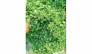 Organic Moringa Dry leaves