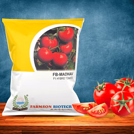 fb-madhav f1 hybrid tomato seeds (round and red)