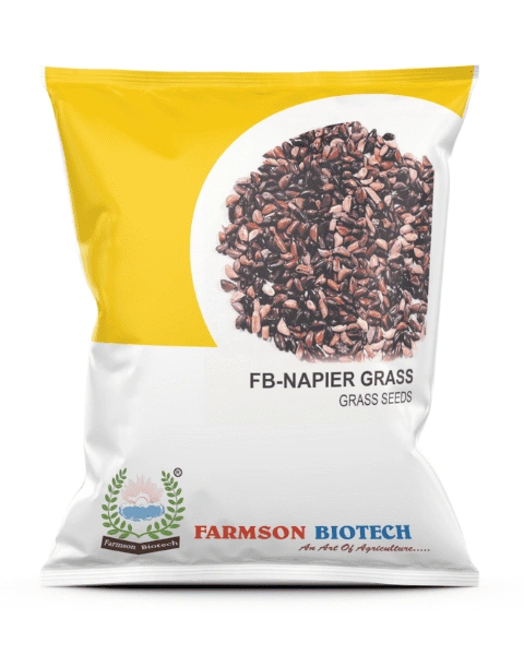 NAPIER GRASS SEEDS-2