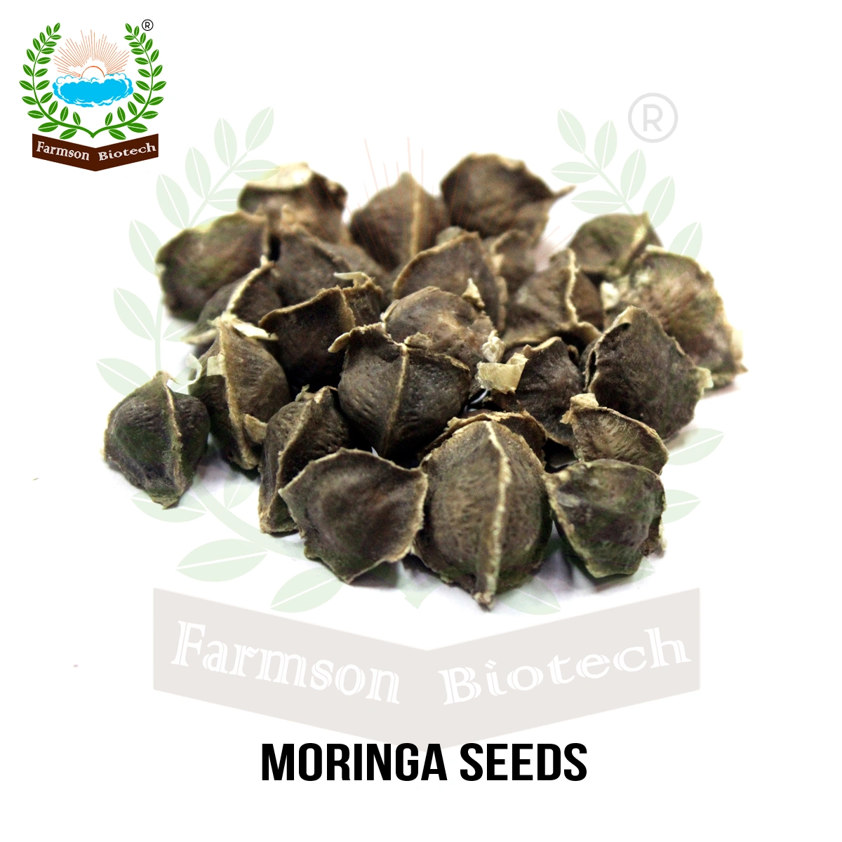 FB-PKM 2 F1 HYBRID Drum Stick (Moringa) SEEDS-1