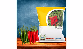 FB-CHITRA F1 HYBRID CHILLI SEEDS (DUAL PURPOSE)