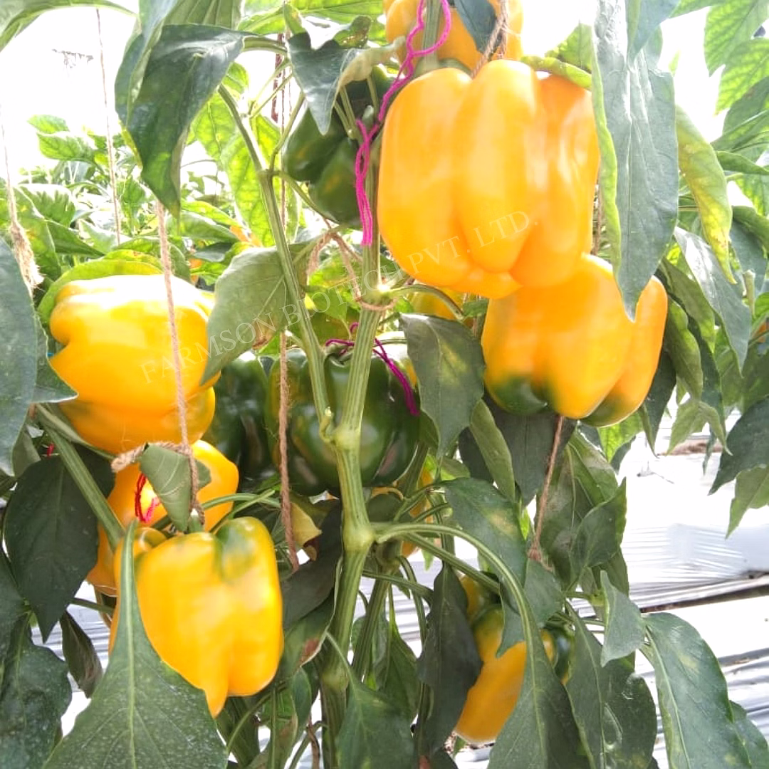 FB-YELLOW BELL (2033) F1 HYBRID SWEET PEPPER SEEDS image 2