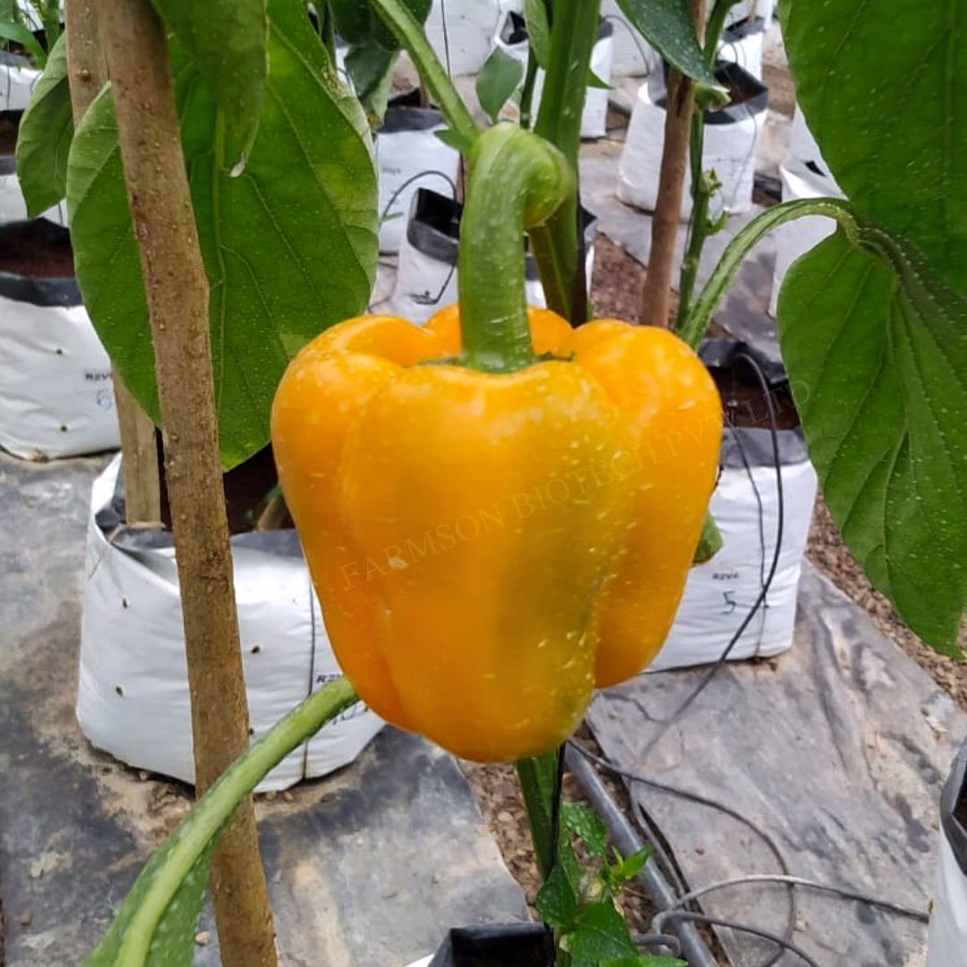 FB-YELLOW BELL (2033) F1 HYBRID SWEET PEPPER SEEDS image 3