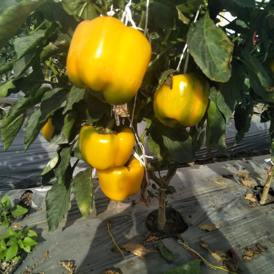 FB-YELLOW BELL (2033) F1 HYBRID SWEET PEPPER SEEDS image 4