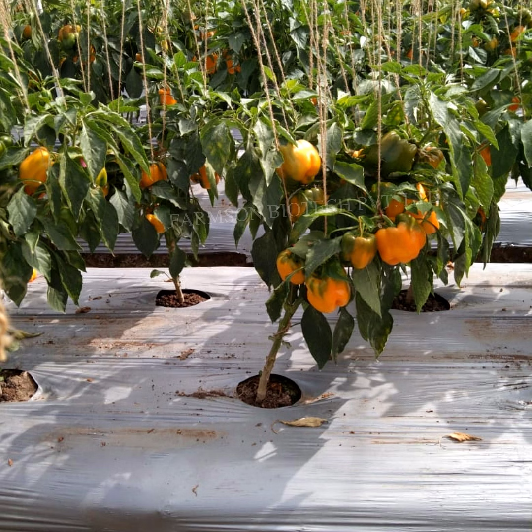 FB-YELLOW BELL (2033) F1 HYBRID SWEET PEPPER SEEDS image 5