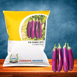 fb-yamini (4070) f1 hybrid brinjal seeds