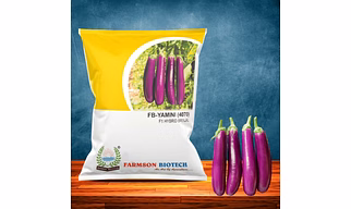 FB-YAMINI (4070) F1 HYBRID BRINJAL SEEDS