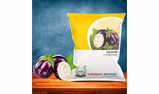 FB-RAGINI F1 HYBRID BRINJAL (EGG PLANT) SEEDS