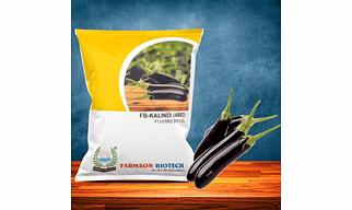 FB-KALINDI (4093) F1 HYBRID BRINJAL SEEDS