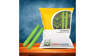 FB-VAMGOLD F1 HYBRID BOTTLE GOURD SEEDS
