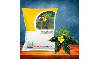 FB-VAMAN (6365) F1 HYBRID BITTER GOURD SEEDS (SMALL SIZED OR CHOCOLATE TYPE)
