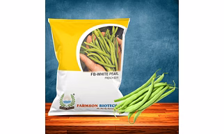 FB-WHITE PEARL FRENCH BEAN SEEDS