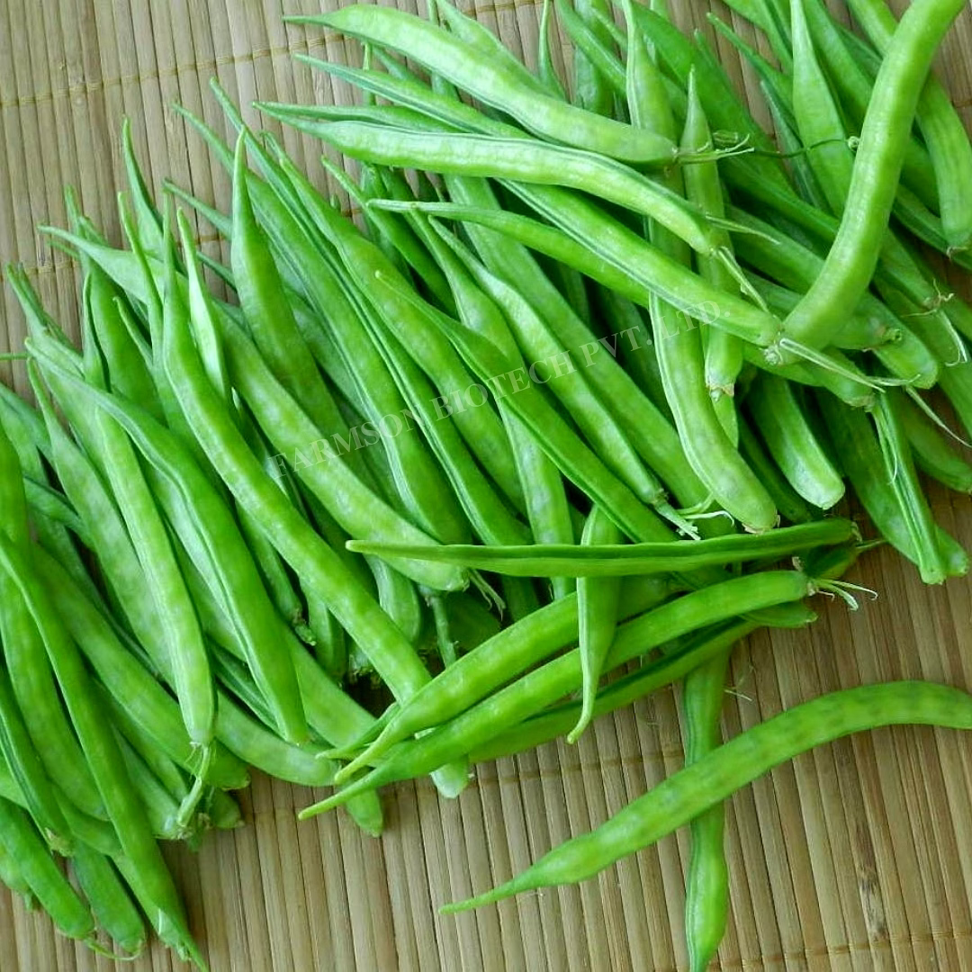 FB-SUVARN CLUSTERBEAN SEEDS image 3