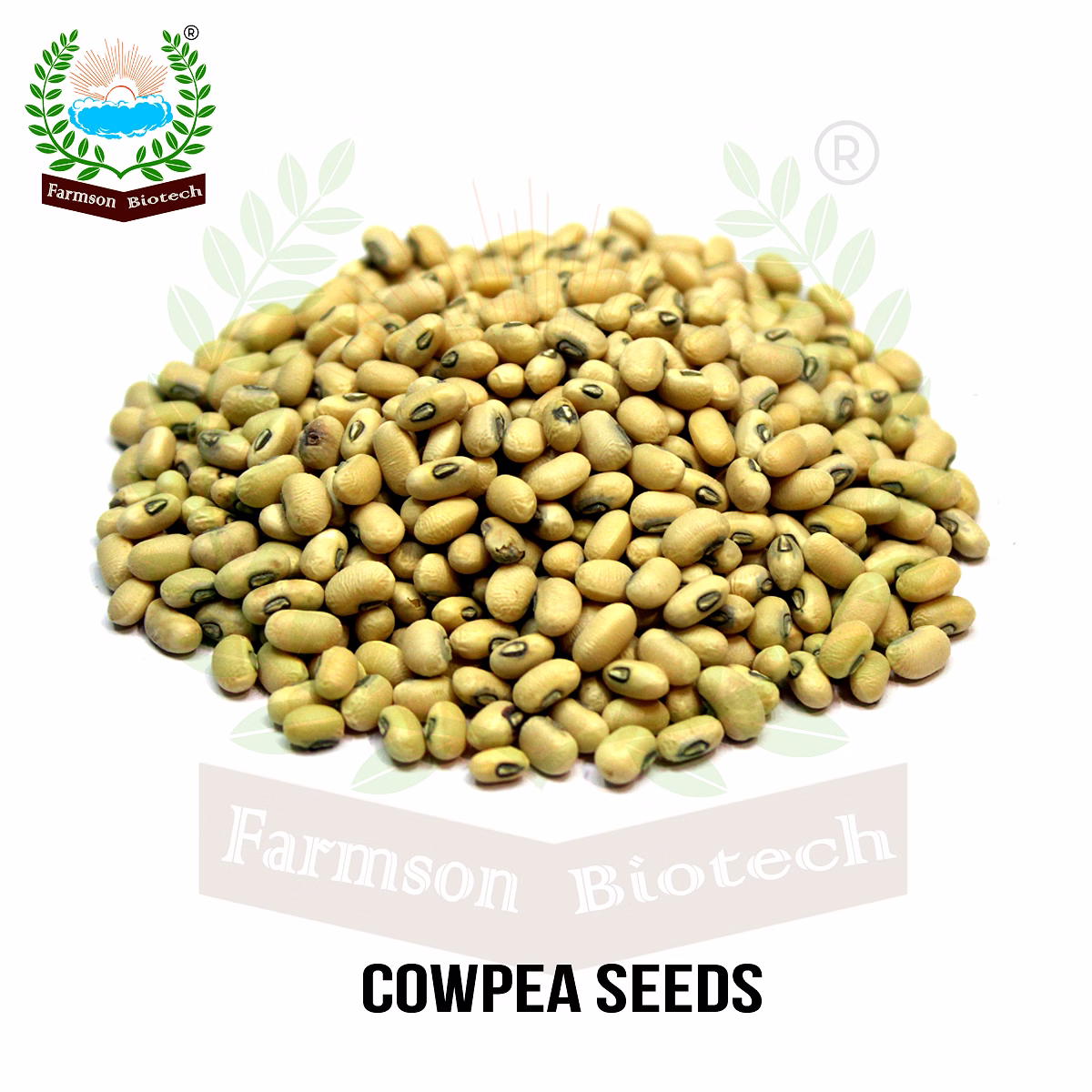 FB-KIRTI Cowpea seeds image 6