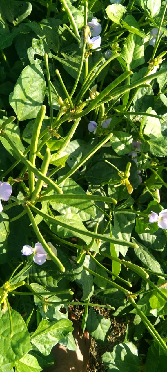 FB-KIRTI Cowpea seeds image 5