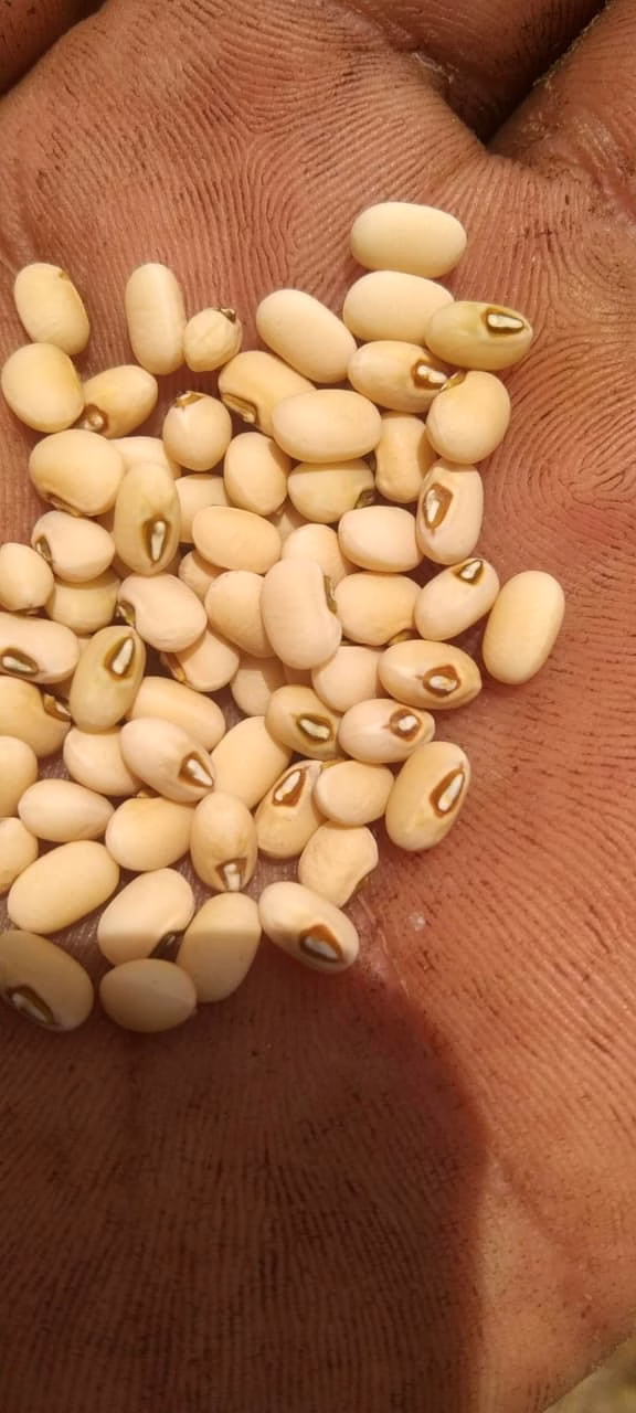 FB-KIRTI Cowpea seeds image 3
