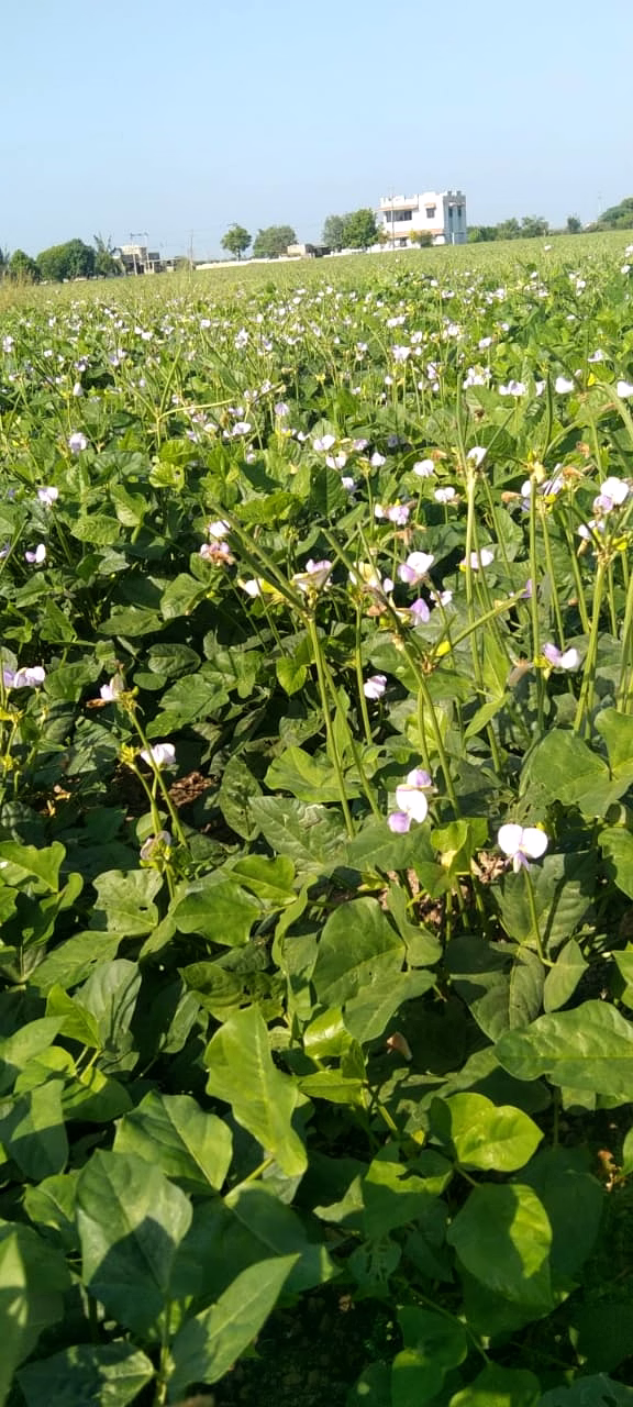 FB-KIRTI Cowpea seeds image 4