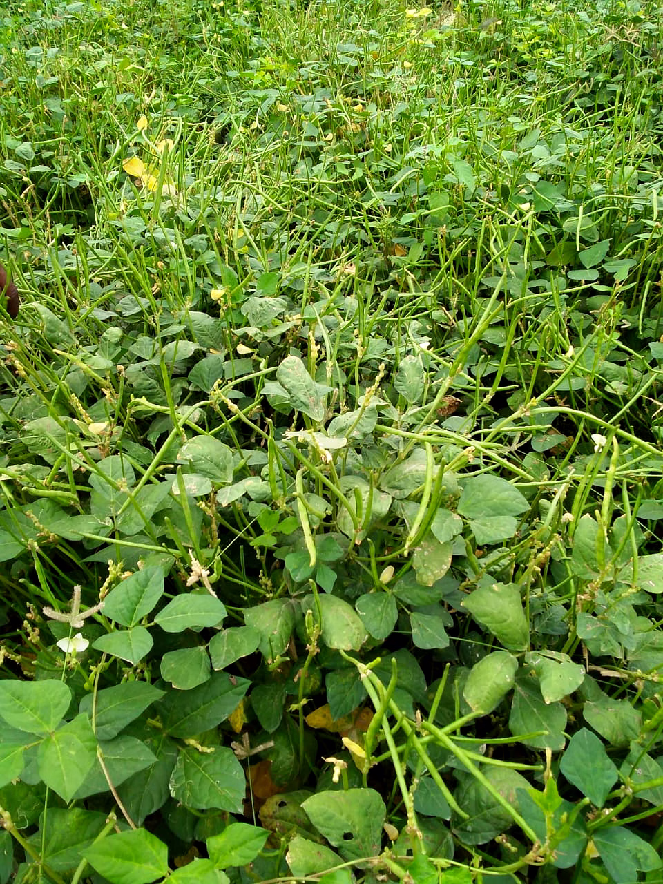 FB-KIRTI Cowpea seeds image 2
