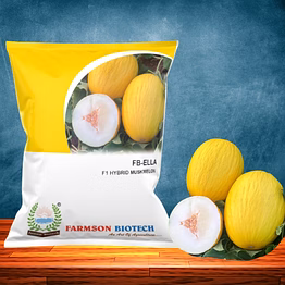 fb-ella f1 hy muskmelon seeds