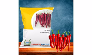 FB-MYRA (KASHMIRI CHILI) F1 HY. CHILI SEEDS