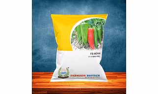 FB-MOHINI F1.HY. CHILI SEEDS