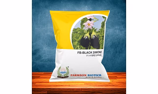 FB- Black Dimond F1 Hybrid Brinjal (eggplant) Seeds