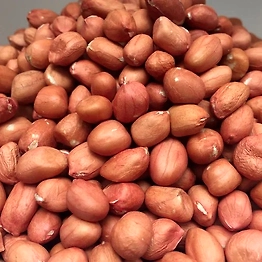 Groundnut