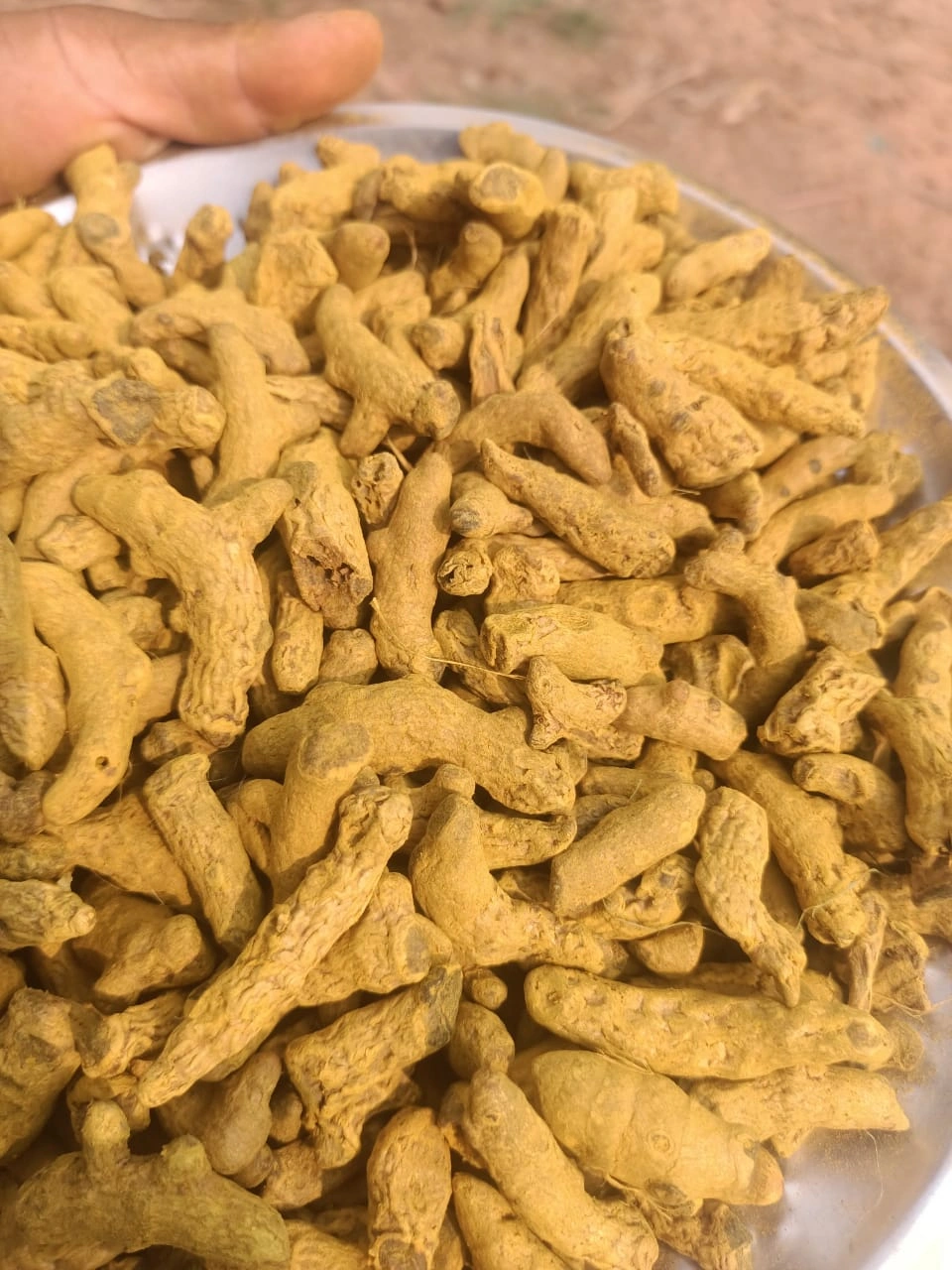 Turmeric finger-3