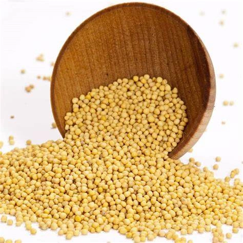 Yellow Mustard Seeds-3