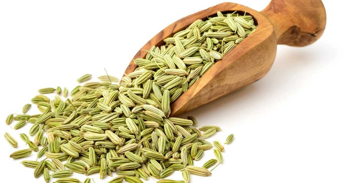 Fennel seed-NE-0910-4