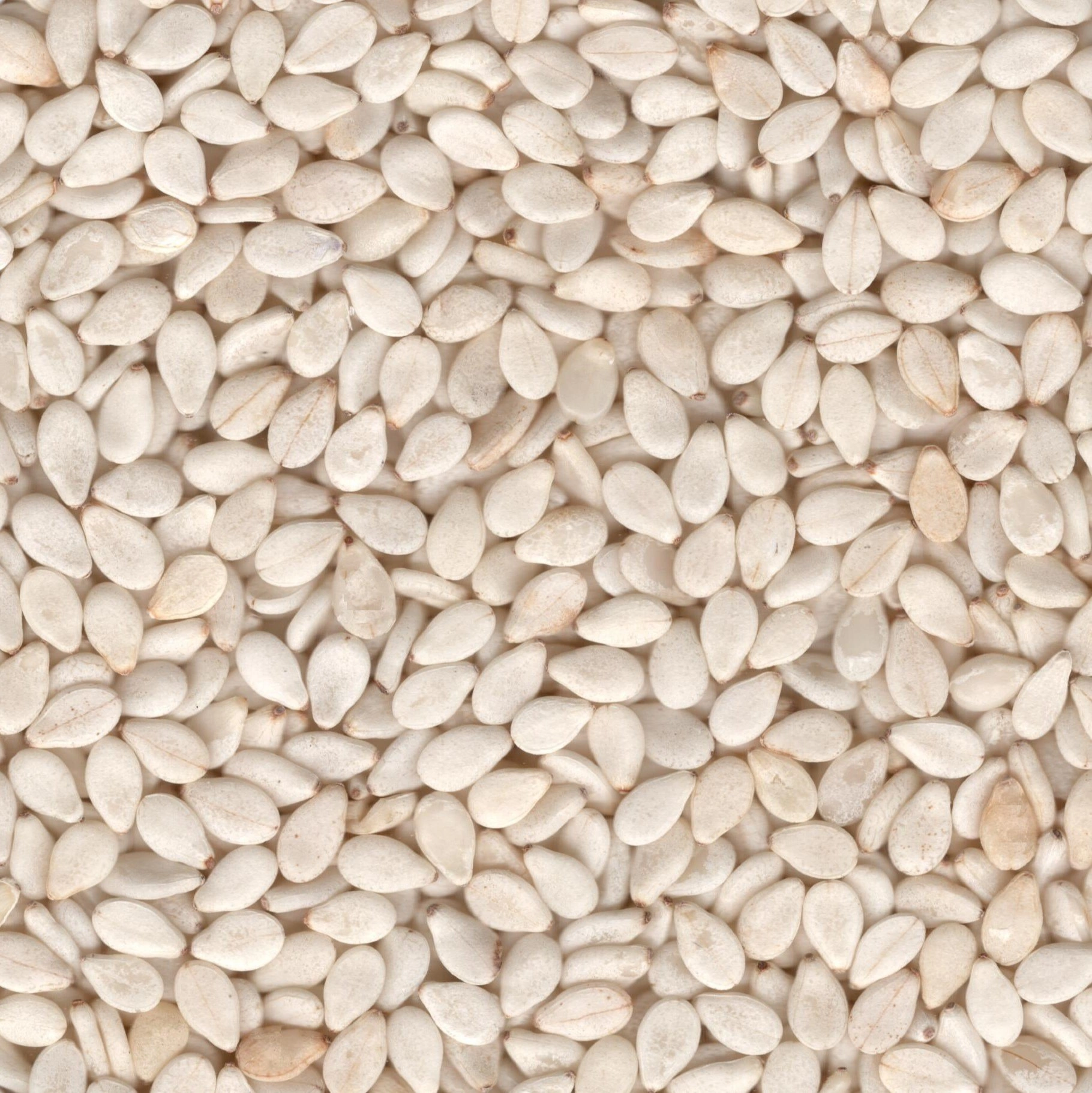 Sesame Seed White-NE-1207-19