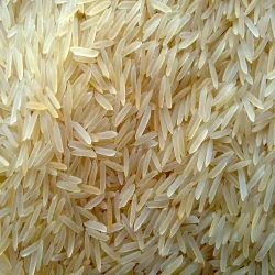 1401 Pusa Golden Rice-1