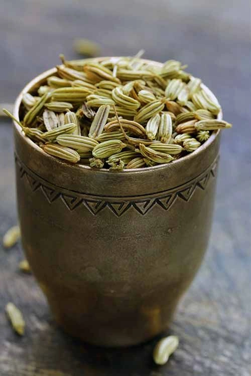 Fennel seed-NE-0910-4