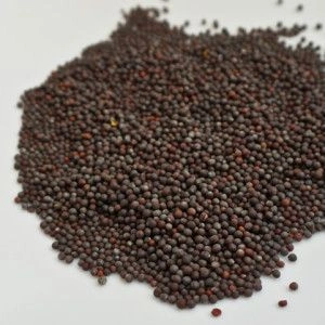 Black Mustard seed-2