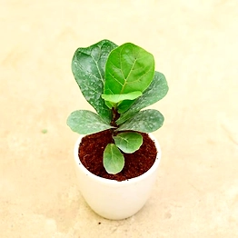 FICUS