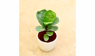 FICUS - Live & Natural