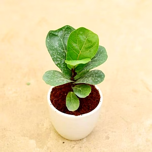 FICUS - Live & Natural