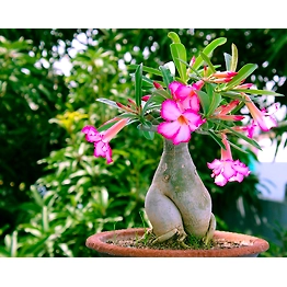 ADENIUM